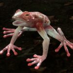 The Addled Frog (Source: Larian Studios)